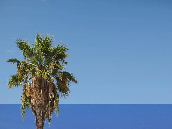 Palmera Arecaceae Árbol Con Mar Cielo Azul Copiar Espacio — Foto de Stock