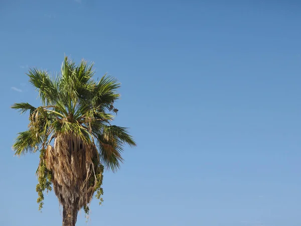 Palmeira Arecaceae Árvore Com Céu Azul Cópia Espaço — Fotografia de Stock