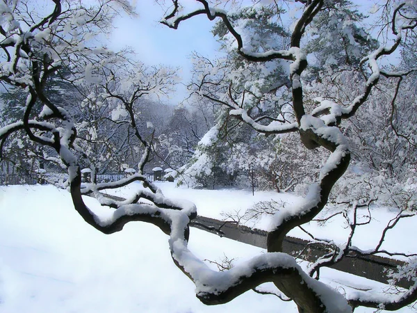 公园里被雪覆盖的树木 — 图库照片