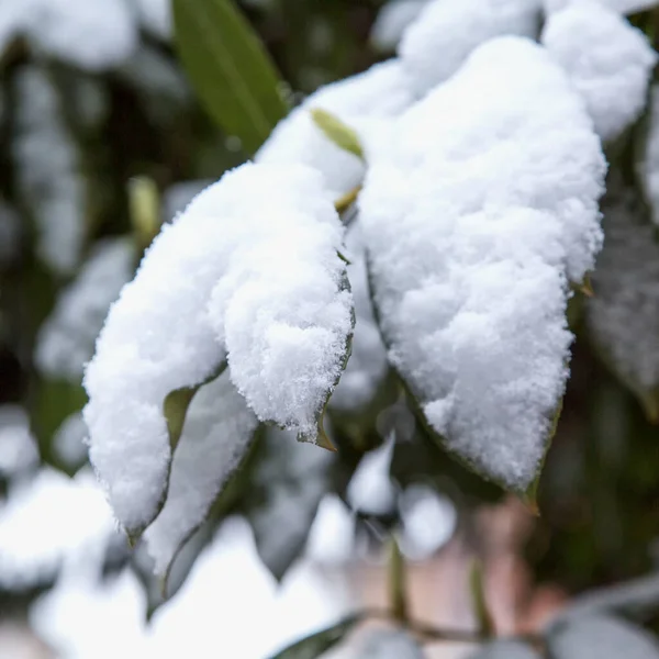 Yaprakları Karla Kaplı Yakın Çekim Görüntü Kare — Stok fotoğraf