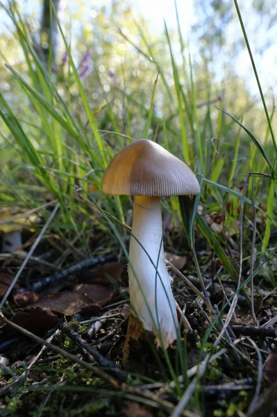 Peeling Vernice Anulare Amanita Tra Erbe Macro Shot Amanita Sono — Foto Stock