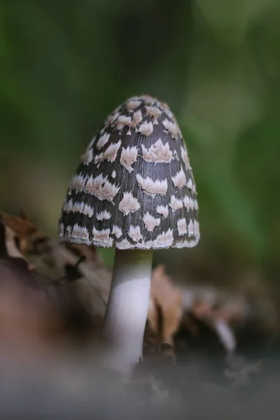 Szarka Tintasapka Coprinopsis Picacea Egy Makró Lövés — Stock Fotó