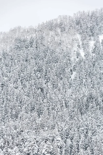 白川郷中部日本で松の森の冬の風景 — ストック写真