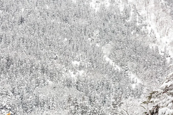 Paesaggio Invernale Della Pineta Shirakawago Chubu Giappone — Foto Stock