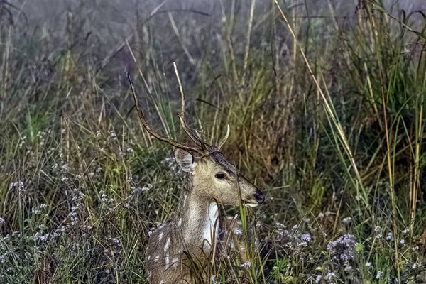 年轻的雄性小动物或小头的肖像 也被称为斑点鹿或轴鹿 吉姆科尔贝特国家公园 — 图库照片