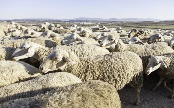 Schafherde Auf Dem Feld Detail Der Nutztiere — Stockfoto