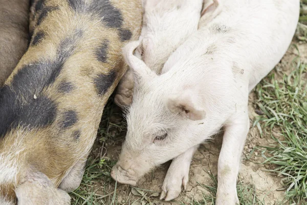 Cerdos Pequeños Una Granja Detalle Mamíferos Vida Silvestre — Foto de Stock