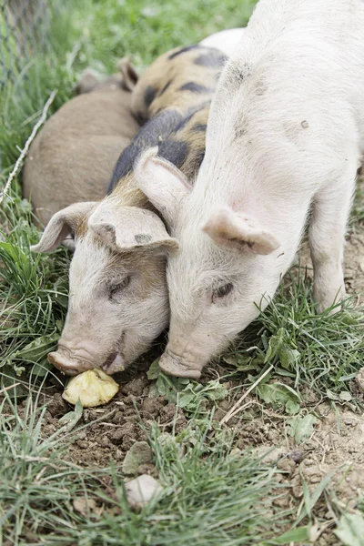 Small Pigs Farm Detail Mammals Wildlife — Stock Photo, Image