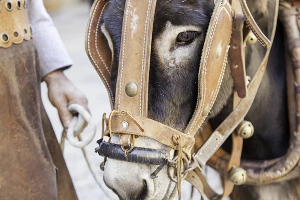 Donkey Huvud Detalj Däggdjur Gård — Stockfoto
