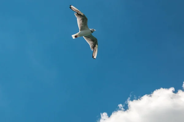 Uma Gaivota Voadora Céu Azul Com Nuvens Brancas — Fotografia de Stock