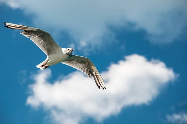Flying Sea Gull Blue Sky White Clouds — Stock Photo, Image
