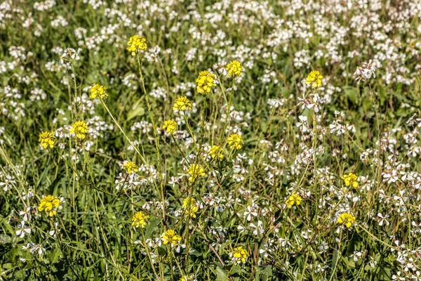 Зеленое Красочное Цветочное Поле Желтыми Белыми Цветами — стоковое фото