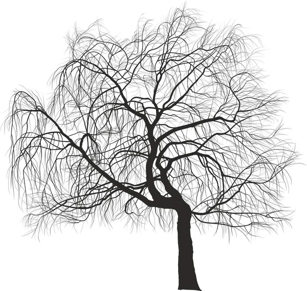 病媒图解 垂柳观赏树 又名柳树或巴比伦柳树 — 图库照片
