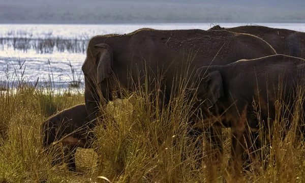 Rodzina Słoni Indyjskich Elephas Maximus Indicus Rezerwuarem Ramganga Tle Park — Zdjęcie stockowe