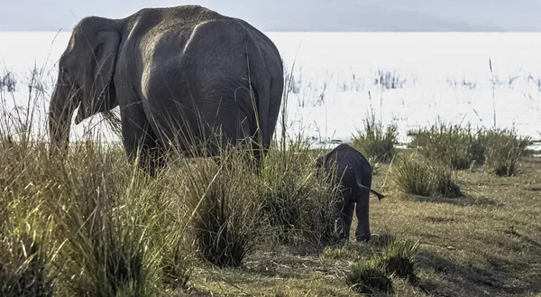 Indyjskie Słoniątko Elephas Maximus Indicus Ramganga Zbiornika Tle Jim Corbett — Zdjęcie stockowe