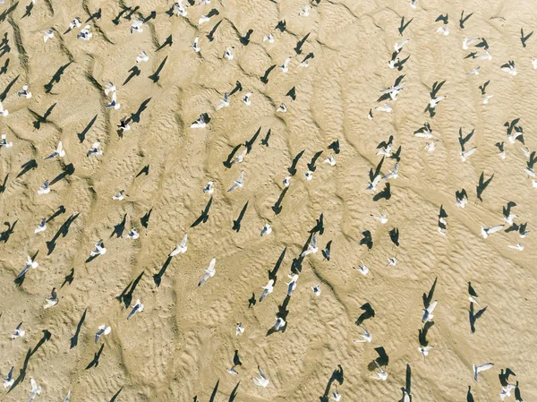 Ptaki Estuarium Rzeki Geffosses Manche Normandia Francja — Zdjęcie stockowe