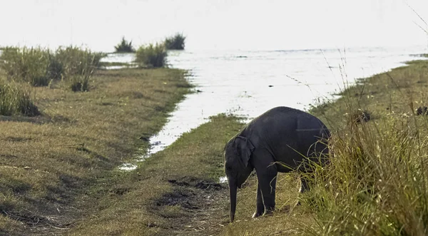 Індійська Слоненя Elephas Максимус Варан Ramganga Водосховища Фоновому Режимі Джим — стокове фото