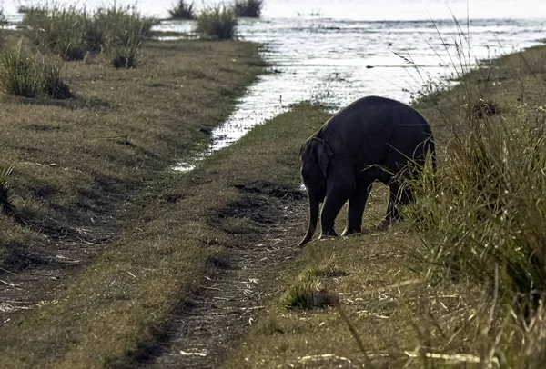 Індійська Слоненя Elephas Максимус Варан Ramganga Водосховища Фоновому Режимі Джим — стокове фото