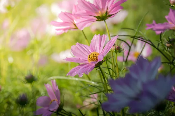 Image Fond Des Fleurs Colorées Fond Nature — Photo