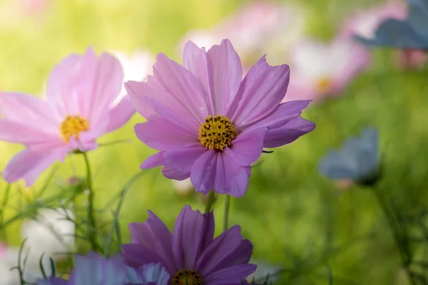 Obraz Tła Kolorowych Kwiatów Tła Natury — Zdjęcie stockowe