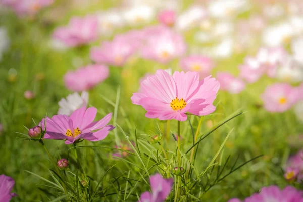 Background Image Colorful Flowers Background Nature — Stock Photo, Image