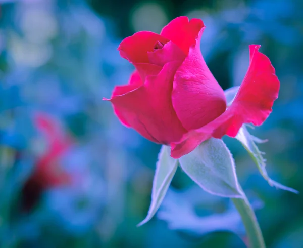 Rosa Vermelha Jardim Efeito Filtro Vintage — Fotografia de Stock