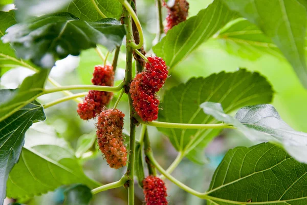 Φρούτα Μούρων Και Πράσινα Φύλλα Στο Δέντρο Mulberry Αυτό Ένα — Φωτογραφία Αρχείου