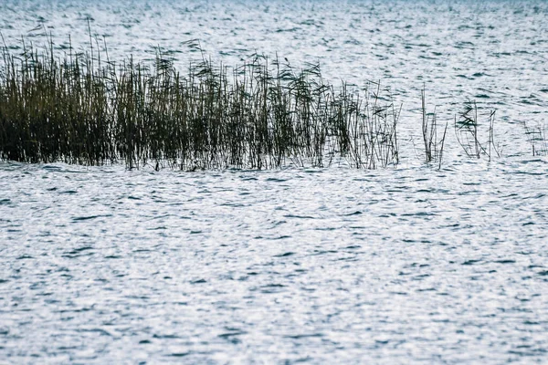 Καλαμιώνες Στο Απογευματινό Ήλιο Στη Λίμνη Ιζνίκ — Φωτογραφία Αρχείου