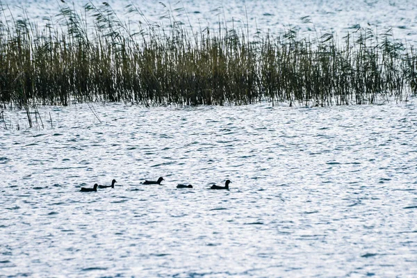 Schilfbeete Enten Und Entchen Der Abendsonne Izniker See — Stockfoto