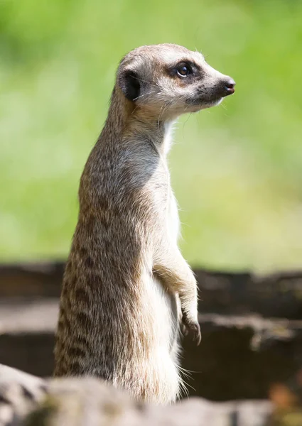 Meerkat Suricata Suricatta Kilátó Zöld Háttér — Stock Fotó