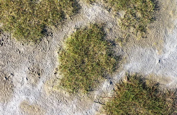 Primer Plano Una Duna Los Países Bajos Isla Schiermonnikoog —  Fotos de Stock