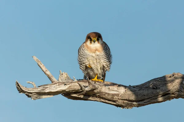 红颈鹰 Falco Chicquera 是一种生活在纳米比亚埃托沙 Etosha 的自然栖息地的猎食鸟类 — 图库照片