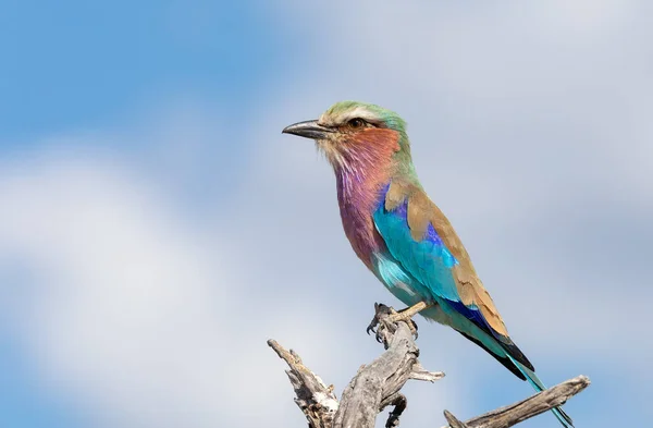 Hermoso Pájaro Color Lila Brested Rodillo Coracias Caudata Moremi Reserva — Foto de Stock