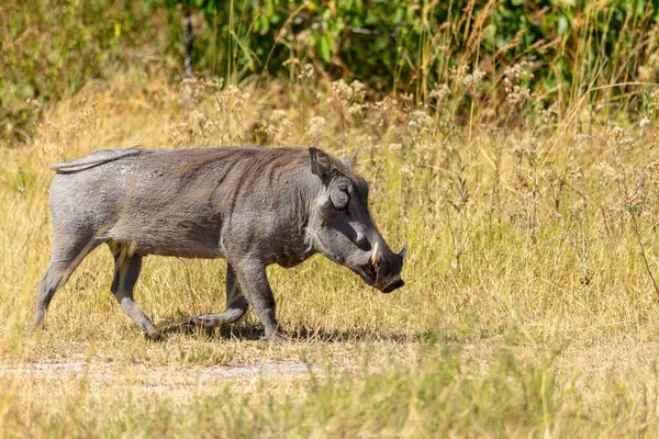 Afrikaanse Gewone Dier Varken Warthog Phacochoerus Natuurlijke Habitat Moremi Wildreservaat — Stockfoto