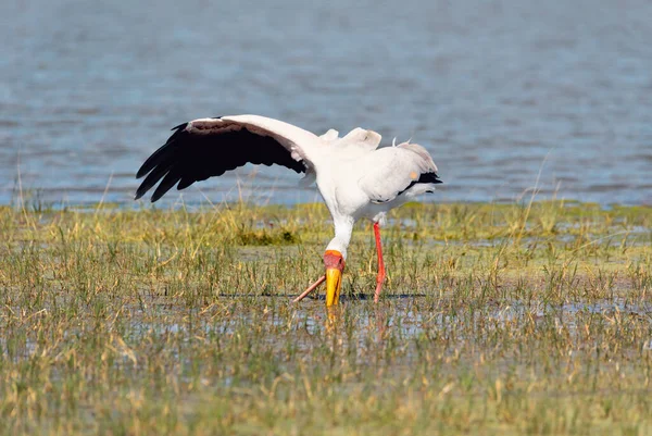 Большая Птица Желтоклювый Аист Mycteria Ibis Ловит Пищу Болоте Окаванго — стоковое фото