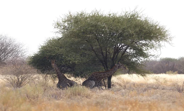 Жирафы Калахари Отдых Деревом — стоковое фото