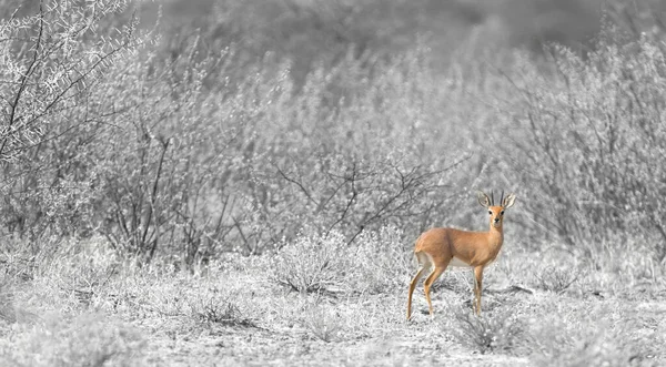 Bushbuck Botswana Stå Ensam Selektivt Fokus — Stockfoto