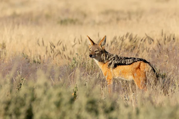 Svart Backas Schakal Canis Mesomelas Naturliga Livsmiljö Etosha Park Namibia — Stockfoto