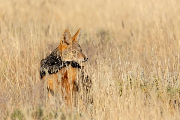 Svart Backas Schakal Canis Mesomelas Naturliga Livsmiljö Etosha Park Namibia — Stockfoto