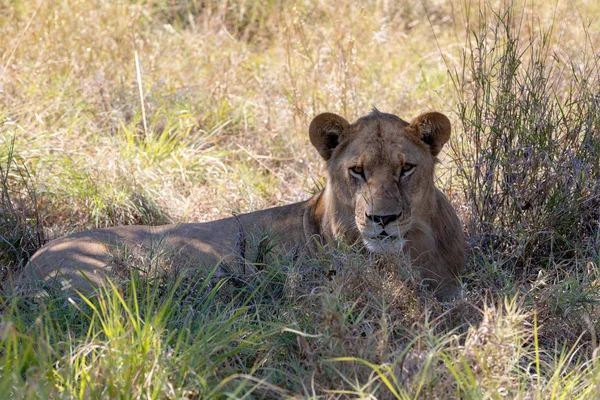 Jonge Leeuw Panthera Leo Zonder Een Manen Natuurlijke Habitat Savuti — Stockfoto