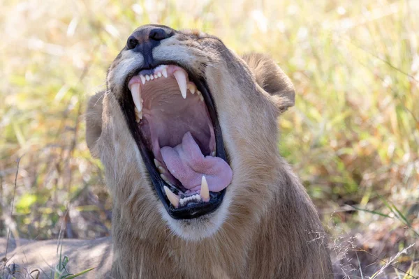 Jonge Leeuw Panthera Leo Zonder Een Manen Tonen Tanden Brullen — Stockfoto