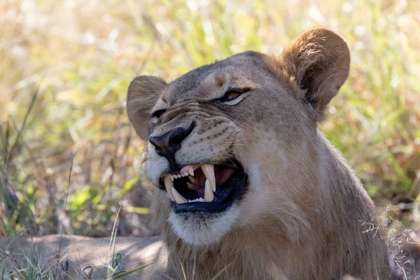 Junge Löwen Panthera Leo Ohne Mähne Die Zähne Zeigt Und — Stockfoto