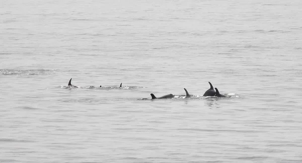 Golfinhos Nadando Gâmbia Nadando Mar — Fotografia de Stock