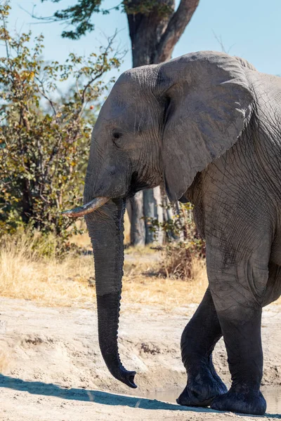 Majestätischer Afrikanischer Elefant Savuti Chobe Nationalpark Botswana Safari Wildtiere — Stockfoto