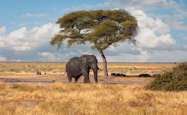 Fenséges Afrikai Elefánt Tipikus Afrikai Szavanna Akác Savuti Chobe Nemzeti — Stock Fotó