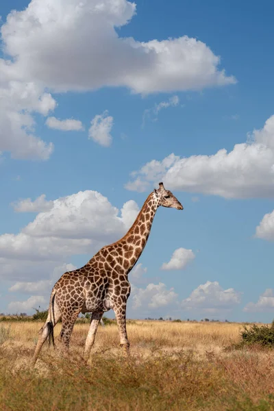 Gyönyörű Dél Afrikai Zsiráf Készül Táplálkozni Földről Chobe Nemzeti Park — Stock Fotó