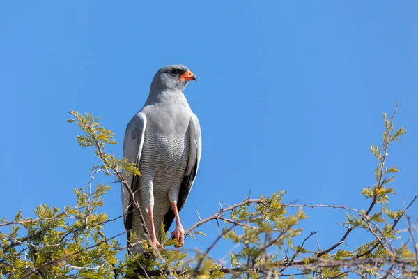 Middelgrote Roofvogel Bleke Goshawk Stekelige Acaciatak Etosha Natuurlijke Habitat Namibië — Stockfoto