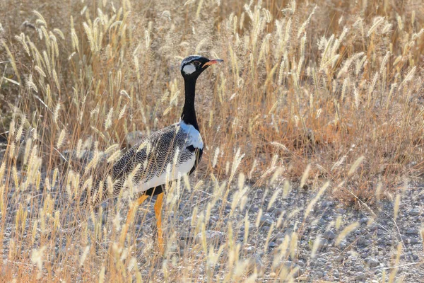 Północny Czarny Korhaan Eupodotis Afraoides Siedlisku Przyrodniczym Park Narodowy Etosha — Zdjęcie stockowe