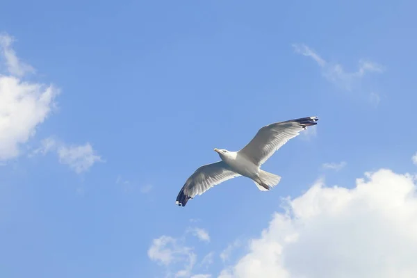 One Flying Sea Gull Blue Sky Background — Stock Photo, Image