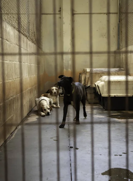 Cão Canil Fechado Animais Abandonados Abuso — Fotografia de Stock